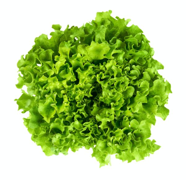 Batavia head of lettuce from above on white background